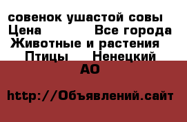 совенок ушастой совы › Цена ­ 5 000 - Все города Животные и растения » Птицы   . Ненецкий АО